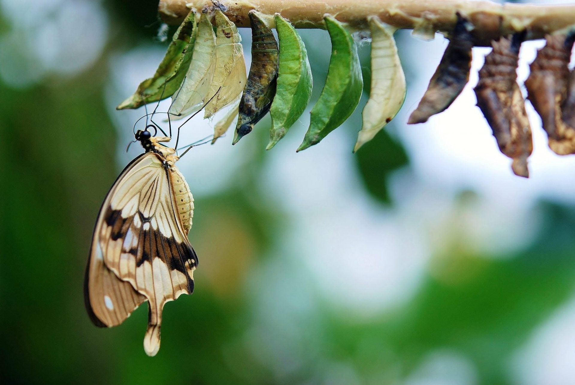 Podcast - Episode 0221 -   Managing Energy In Personal Transformation