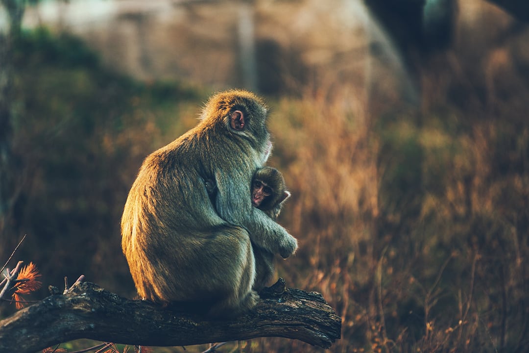The ISFJ “Protector” Personality Type